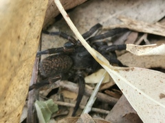 Seqocrypta jakara