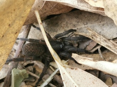 Seqocrypta jakara