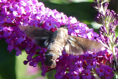 Macroglossum micacea