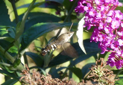 Macroglossum micacea