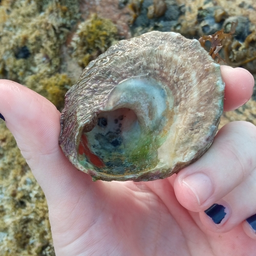 Lithopoma brevispina