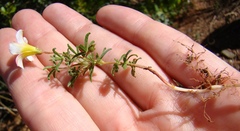 Oxalis capillacea