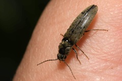 Synaptus filiformis