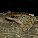 Amami Tip-nosed Frog - Photo (c) Yu Ching Tam, some rights reserved (CC BY-NC-ND), uploaded by Yu Ching Tam