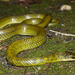 Ryukyu Green Snake - Photo (c) Yu Ching Tam, some rights reserved (CC BY-NC-ND), uploaded by Yu Ching Tam