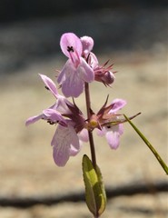 Stachys hyssopifolia