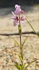 Stachys hyssopifolia