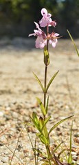 Stachys hyssopifolia