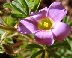 Oxalis engleriana