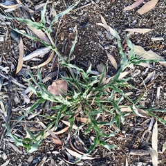 Urochloa panicoides