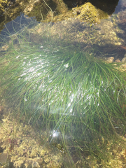 Phyllospadix scouleri