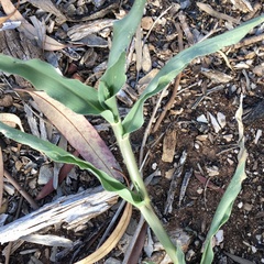 Urochloa panicoides