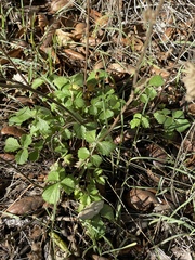 Hesperocnide tenella