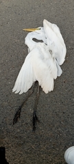 Ardea alba