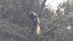 Colobus guereza