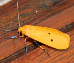 Pseudocragia quadrinotata