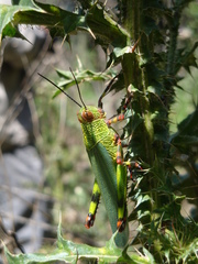 Zoniopoda tarsata
