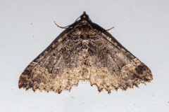 Austrocidaria cedrinodes