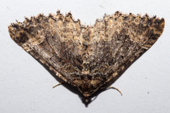 Austrocidaria cedrinodes