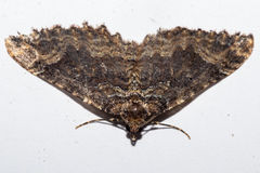 Austrocidaria cedrinodes