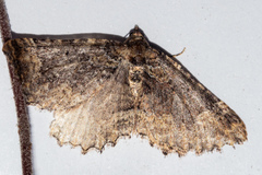 Austrocidaria cedrinodes