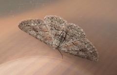 Stenoporpia pulmonaria