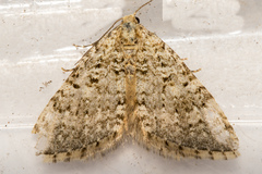 Helastia corcularia