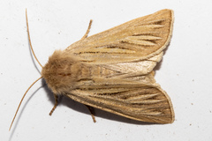 Ichneutica ceraunias