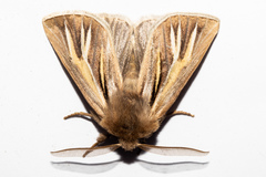 Ichneutica ceraunias