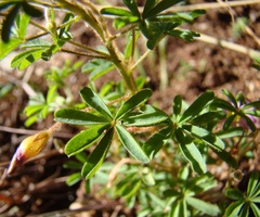 Oxalis engleriana