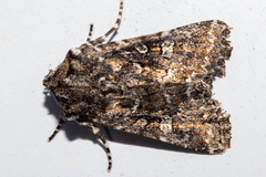 Ichneutica lithias
