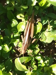 Acanthacris ruficornis