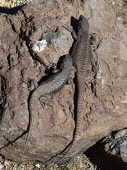 Liolaemus austromendocinus