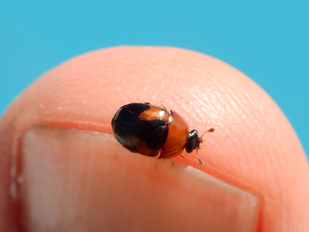 Camptodes humeralis