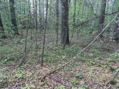 Amanita umbrinolutea