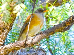 Turdus rufopalliatus