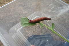 Macroglossum prometheus