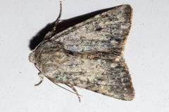Ichneutica cuneata