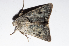 Ichneutica cuneata