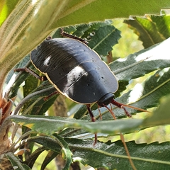Polyzosteria limbata
