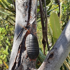 Polyzosteria limbata
