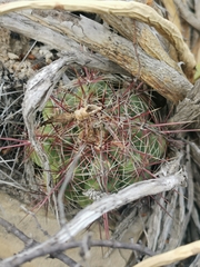 Thelocactus bicolor bicolor