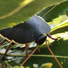 Polyzosteria limbata