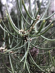 Hakea lissosperma