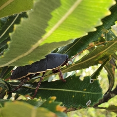 Polyzosteria limbata