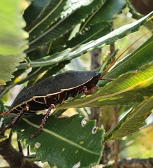 Polyzosteria limbata