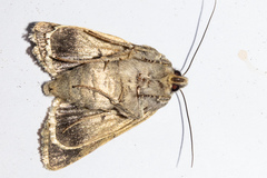 Ichneutica cuneata