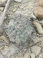 Echinocactus horizonthalonius horizonthalonius