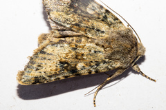 Ichneutica cuneata