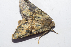 Ichneutica cuneata